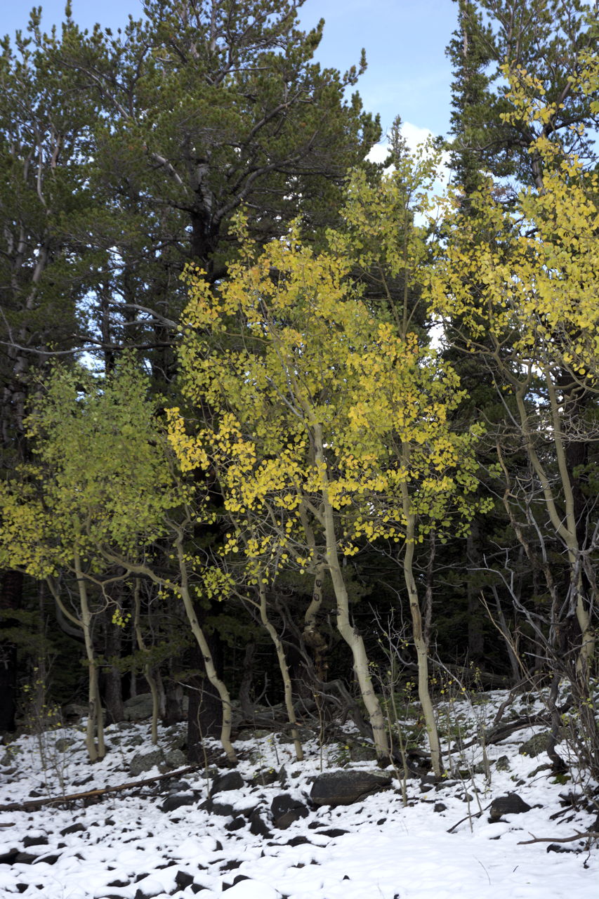 dsc_6247.jpg